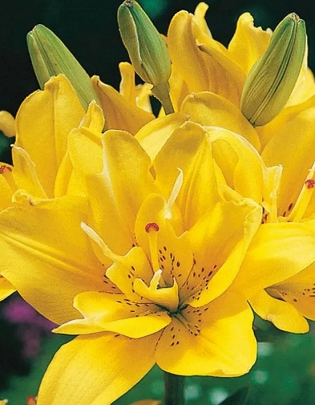 Лилия Фата Моргана